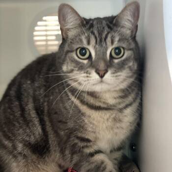 Domestic Short Hair Cats Available for Adoption in South Burlington, Vermont - Lily | PetCurious