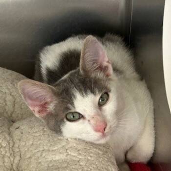 Rescue American Shorthair Cats for Adoption in Poplar Bluff, Missouri - Joe | PetCurious