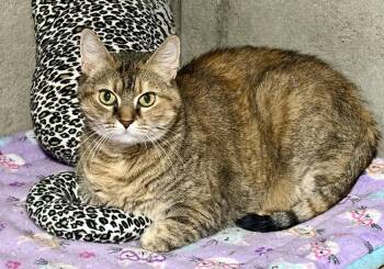 Sophie -  Domestic Short Hair and Calico Cat for Adoption in St. Peters, Missouri - Sophie | PetCurious