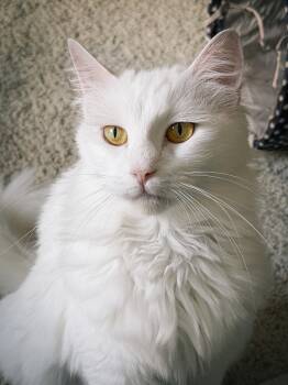 Domestic Long Hair Cats Available for Adoption in San Jose, California - Mouse | PetCurious
