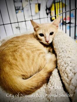 F35-26 Reba -  Domestic Short Hair Cat for Adoption in Houston, Texas - F35-26 Reba | PetCurious