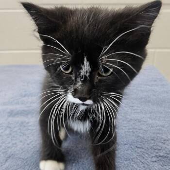 Megatron -  Domestic Short Hair Cat for Adoption in Medford, Oregon - Megatron | PetCurious