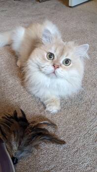 British Longhair Cats Available for Adoption in Burnaby, British Columbia - Mr. Fluffy | PetCurious