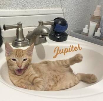 Rescue Tabby and Domestic Short Hair Cats for Adoption in Houston, Texas - Jupiter #car-stowaway | PetCurious