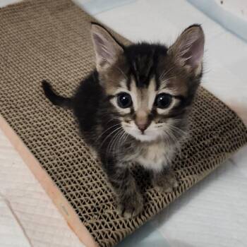 Mario -  Domestic Short Hair Cat for Adoption in South Elgin, Illinois - Mario | PetCurious
