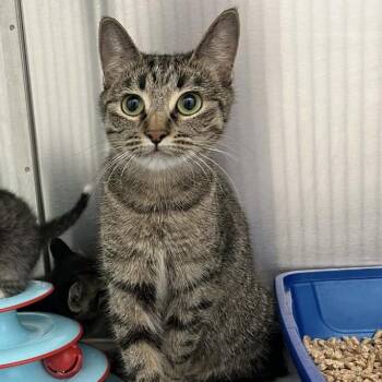 Domestic Short Hair Cats Available for Adoption in Clavet, Saskatchewan - Pauline | PetCurious