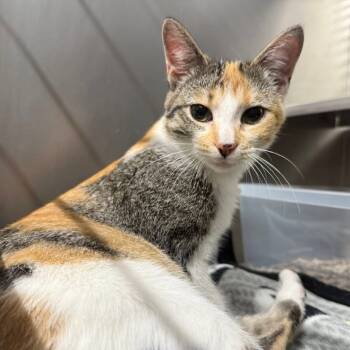 Rescue Domestic Short Hair Cats for Adoption in Spring Hill, Kansas - Bessa | PetCurious