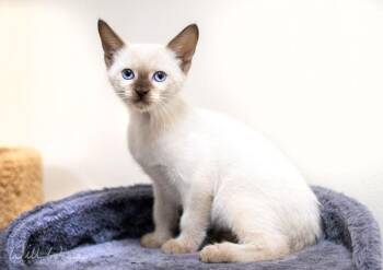 Amos -  Domestic Short Hair Cat for Adoption in Monroe, Georgia - Amos | PetCurious