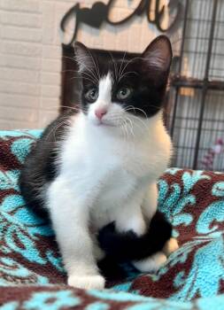 Rescue Tuxedo and Domestic Short Hair Cats for Adoption in Houston, Texas - Daisy | PetCurious