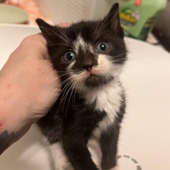 Pippin Picklepants -  Domestic Medium Hair Cat for Adoption in Fredericksburg, Virginia - Pippin Picklepants | PetCurious