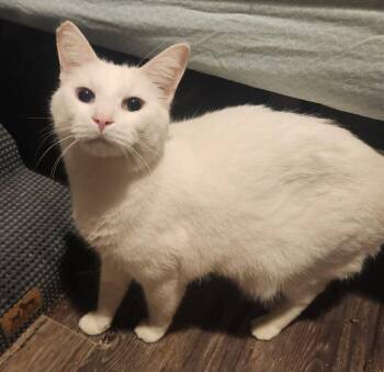 Domestic Short Hair Cats Available for Adoption - Waterford | PetCurious