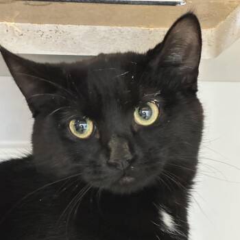 Sue -  Domestic Short Hair Cat for Adoption in Park City, Utah - Sue | PetCurious