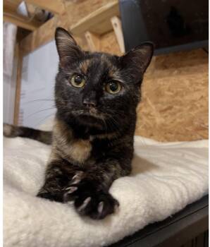 Daphne -  Domestic Short Hair Cat for Adoption in Sneads Ferry, North Carolina - Daphne | PetCurious