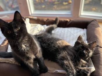 Rescue Domestic Medium Hair and Domestic Short Hair Cats for Adoption in Canton, Massachusetts - Otis And Bear | PetCurious