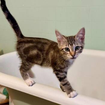 Trick -  Domestic Short Hair Cat for Adoption in Ferndale, Washington - Trick | PetCurious