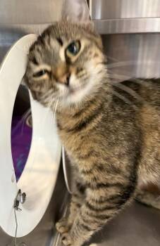Sunday -  Domestic Short Hair Cat for Adoption in Southbury, Connecticut - Sunday | PetCurious
