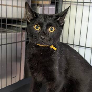 Rescue Domestic Short Hair Cats for Adoption in Cape Girardeau, Missouri - Lestat | PetCurious