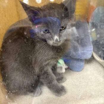Turbo -  Domestic Short Hair Cat for Adoption in Pasadena, California - Turbo | PetCurious