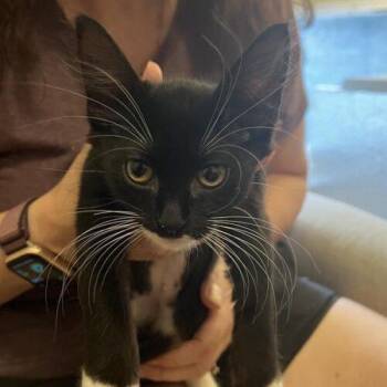 Socks B -  Domestic Short Hair Cat for Adoption in Tampa, Florida - Socks B | PetCurious