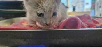 Hamton -  Domestic Short Hair Cat for Adoption in Edgewood, New Mexico - Hamton | PetCurious