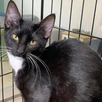 Domestic Short Hair Cats Available for Adoption in Cleveland, Mississippi - Teeny | PetCurious