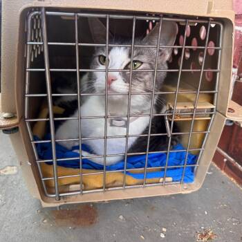 Domestic Short Hair Cats Available for Adoption in Philadelphia, Pennsylvania - Nakita | PetCurious