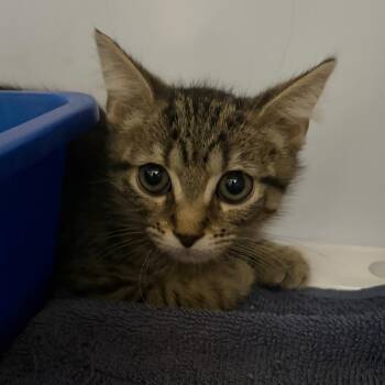 Bruno -  Domestic Short Hair Cat for Adoption in Sarasota, Florida - Bruno | PetCurious