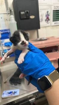 Domestic Short Hair Cats Available for Adoption in Fruit Heights, Utah - Joey | PetCurious