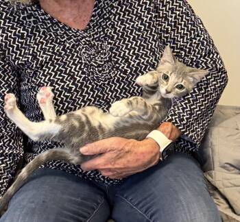 Mystic -  Domestic Short Hair Cat for Adoption in Gardena, California - Mystic | PetCurious