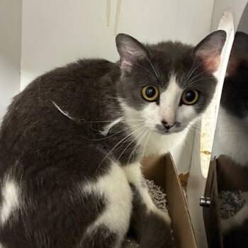 Mara -  Domestic Short Hair Cat for Adoption in Jeffersonville, Indiana - Mara | PetCurious