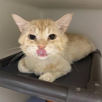 Stumpy -  Domestic Short Hair Cat Available for Adoption in Jacksboro, Tennessee - Stumpy | PetCurious
