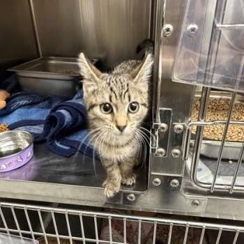Tabitha -  Domestic Short Hair Cat for Adoption in Hamilton Township, New Jersey - Tabitha | PetCurious