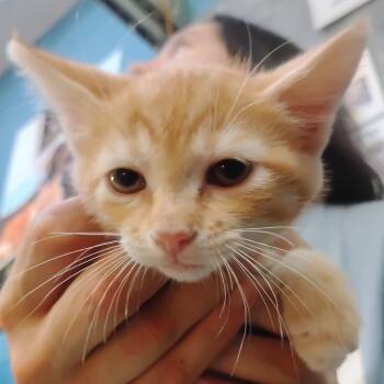 Film Maker 19 -  Domestic Short Hair Cat for Adoption in Austin, Texas - Film Maker 19 | PetCurious