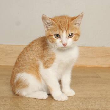 Lt. Dan C70780 -  Domestic Short Hair Cat for Adoption in Minnetonka, Minnesota - Lt. Dan C70780 | PetCurious
