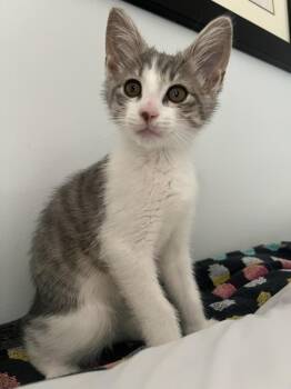 Sassy in Foster Care -  Domestic Short Hair Cat Available for Adoption in Ellicott City, Maryland - Sassy In Foster Care | PetCurious