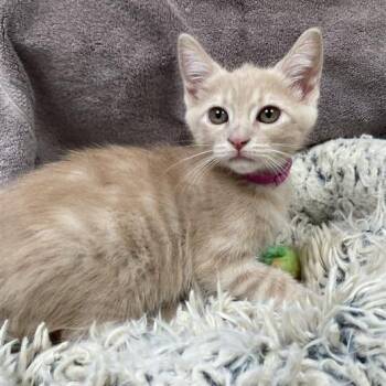 Domestic Short Hair Cats Available for Adoption in Hawthorne, California - Peaches | PetCurious
