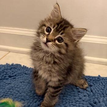 Domestic Short Hair Cats Available for Adoption in Cumming, Georgia - Bentley 2 | PetCurious