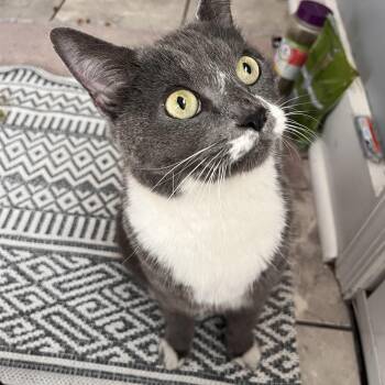 Gracie- affectionate lap cat -  Domestic Short Hair Cat for Adoption in West Chester, Pennsylvania - Gracie- Affectionate Lap Cat | PetCurious