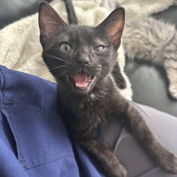 Oscar (Bonded to Neptune) -  Domestic Short Hair Cat for Adoption in Renton, Washington - Oscar (Bonded To Neptune) | PetCurious