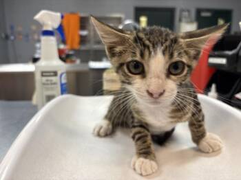 A1925106 -  Domestic Short Hair Cat for Adoption in Thousand Palms, California - A1925106 | PetCurious
