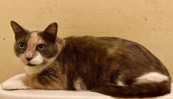 Lucy -  Domestic Short Hair Cat Available for Adoption in Oviedo, Florida - Lucy | PetCurious