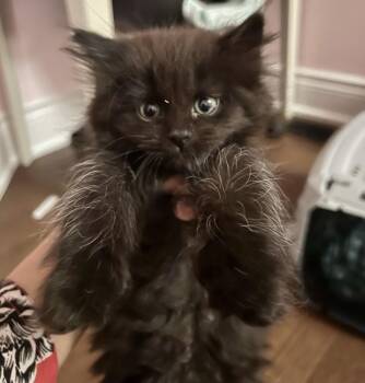 Reina -  Domestic Medium Hair Cat for Adoption in Vaughan, Ontario - Reina | PetCurious