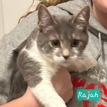 Rescue Domestic Short Hair Cats for Adoption in Corydon, Indiana - Rajah | PetCurious