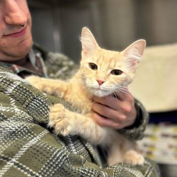 Domestic Medium Hair Cats Available for Adoption - Princess Peach | PetCurious