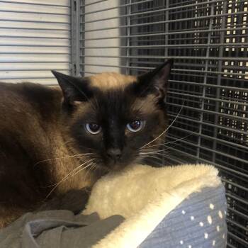 Luna -  Siamese Cat for Adoption in Parma, Ohio - Luna | PetCurious