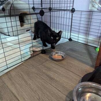 Sweet Pea -  Domestic Short Hair Cat for Adoption in Newcastle, Oklahoma - Sweet Pea | PetCurious