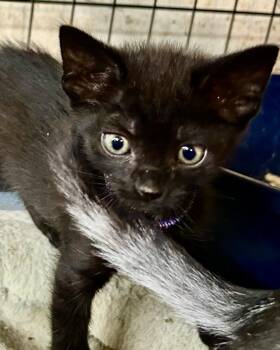 Rescue Bombay and American Shorthair Cats for Adoption in New Orleans, Louisiana - Stephine | PetCurious