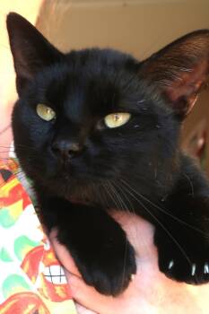 Rescue Domestic Short Hair Cats for Adoption in Menomonie, Wisconsin - General | PetCurious