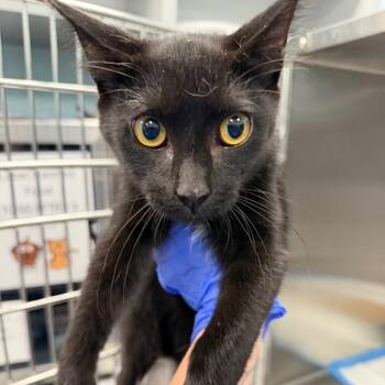 Edward -  Domestic Short Hair Cat for Adoption in Greensboro, North Carolina - Edward | PetCurious