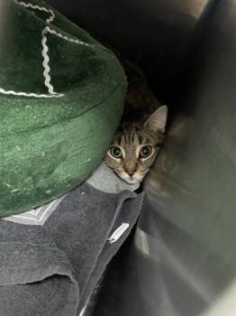 Rescue Domestic Short Hair Cats for Adoption in Rhinelander, Wisconsin - Sid | PetCurious